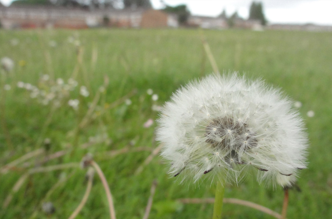 Photo: Headley Down Resident Sam
