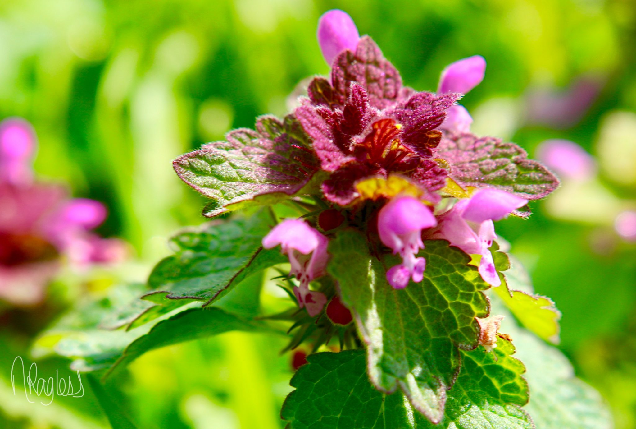 Photo: Red Deadnettle by N Ragless, HDNRT 2017