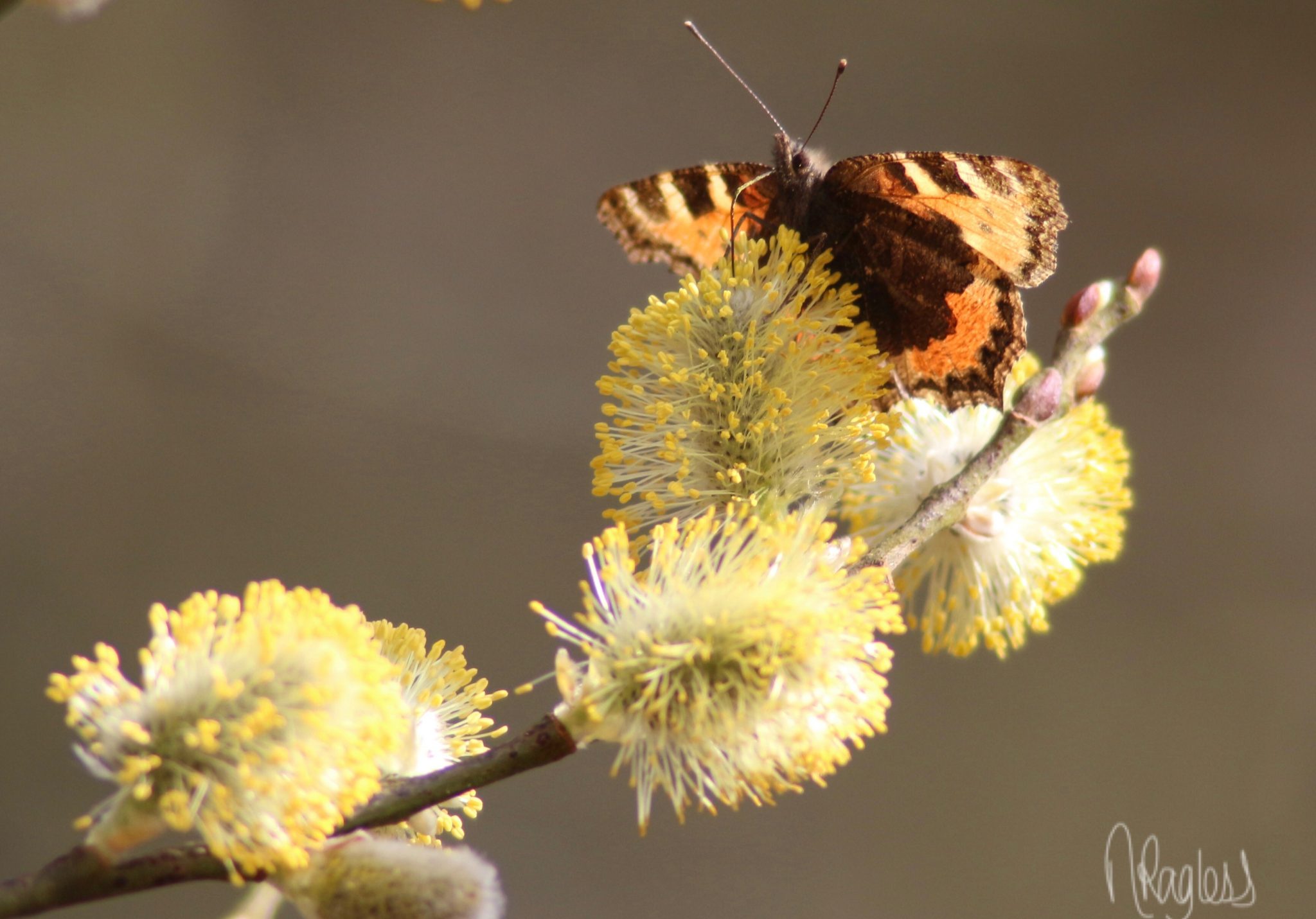 Photo: Tortoiseshell Butterfly on willow by N Ragless, HDNRT 2017