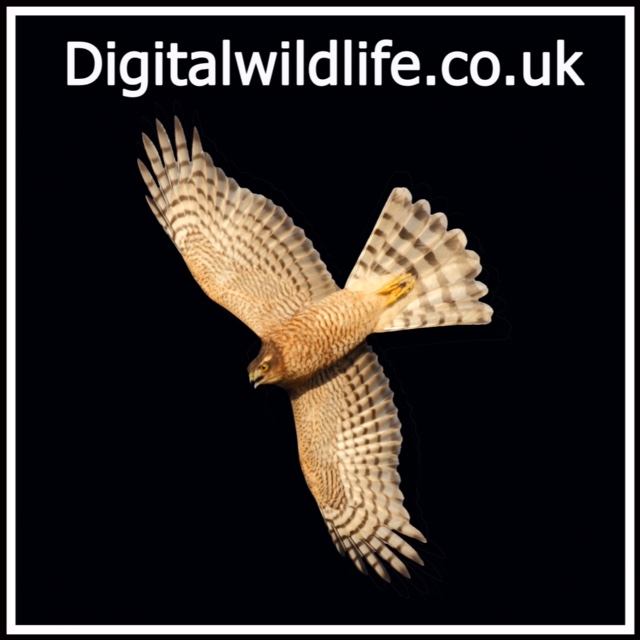 Digital Wildlife