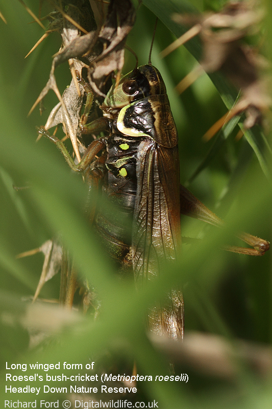 Roesel's bush-cricket long winged Roesel's bush-cricket long winged