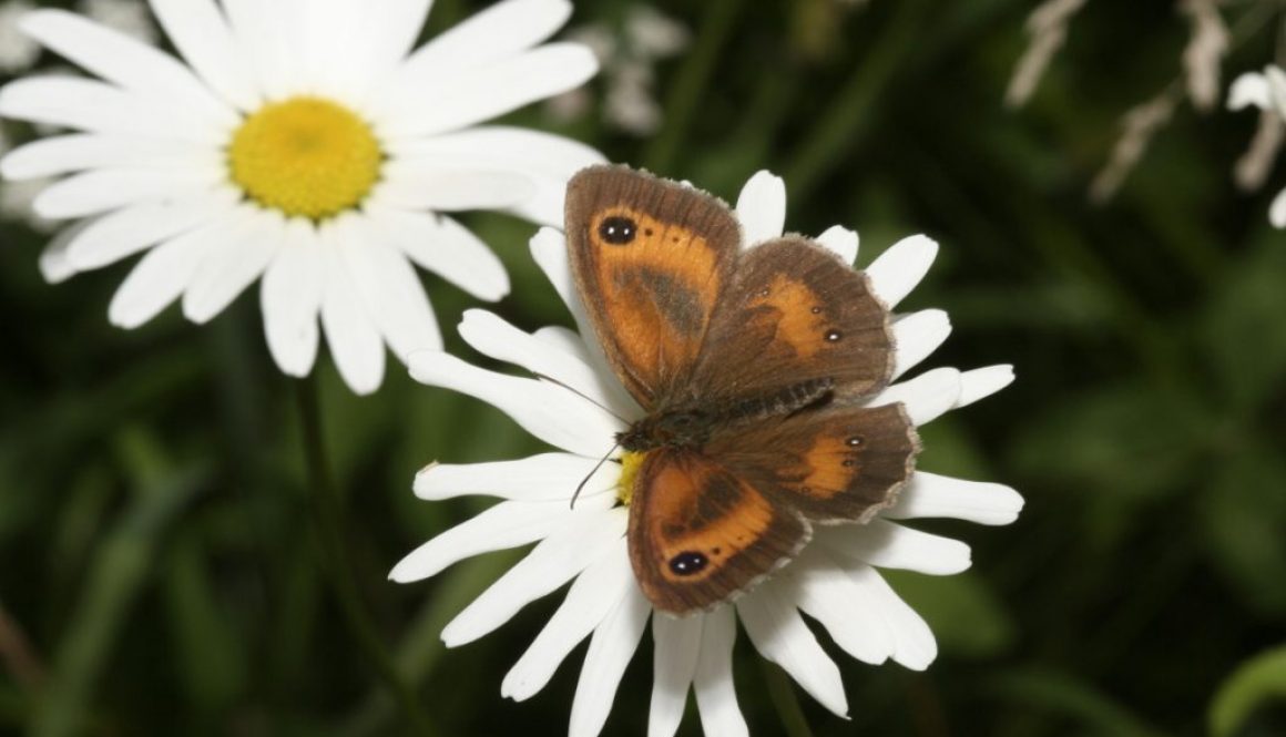 Gatekeeper