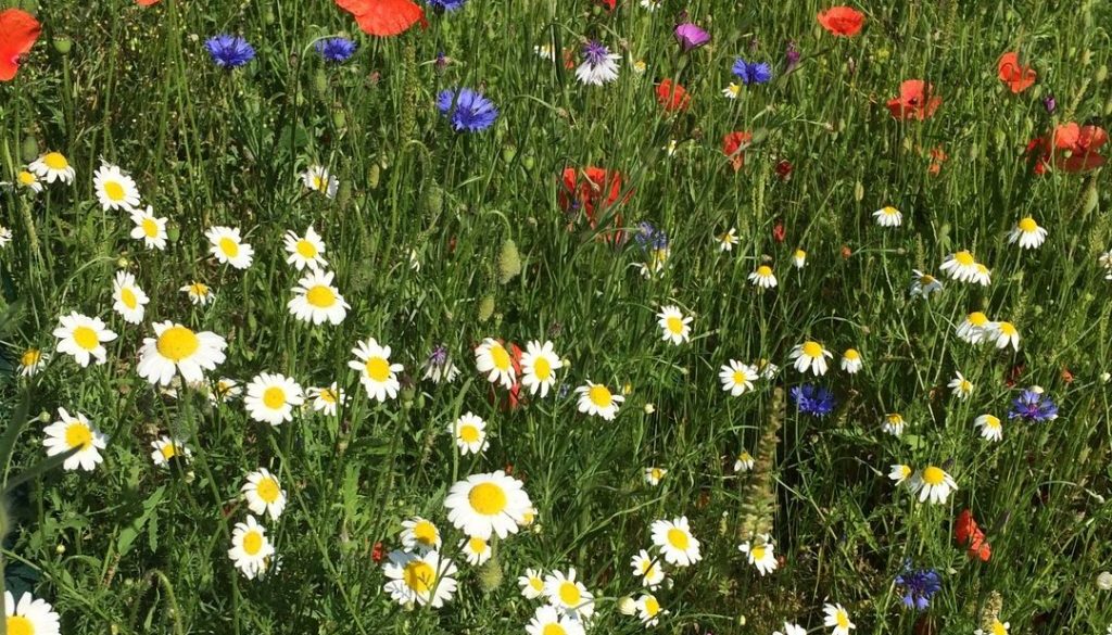 wildflowers (2)