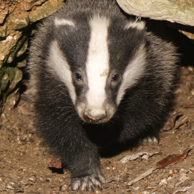 Badger