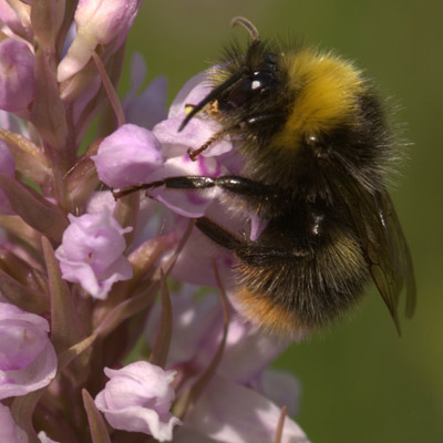 Bumblebee
