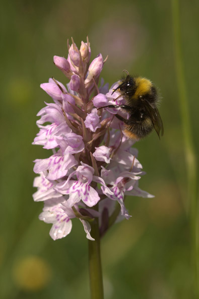Bumblebee