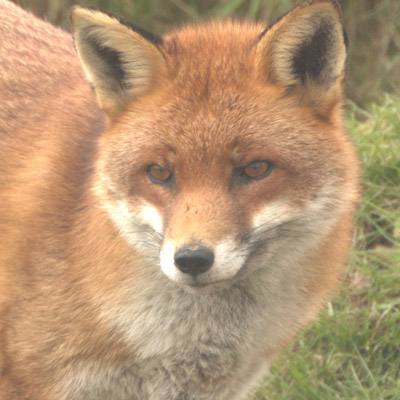Fox