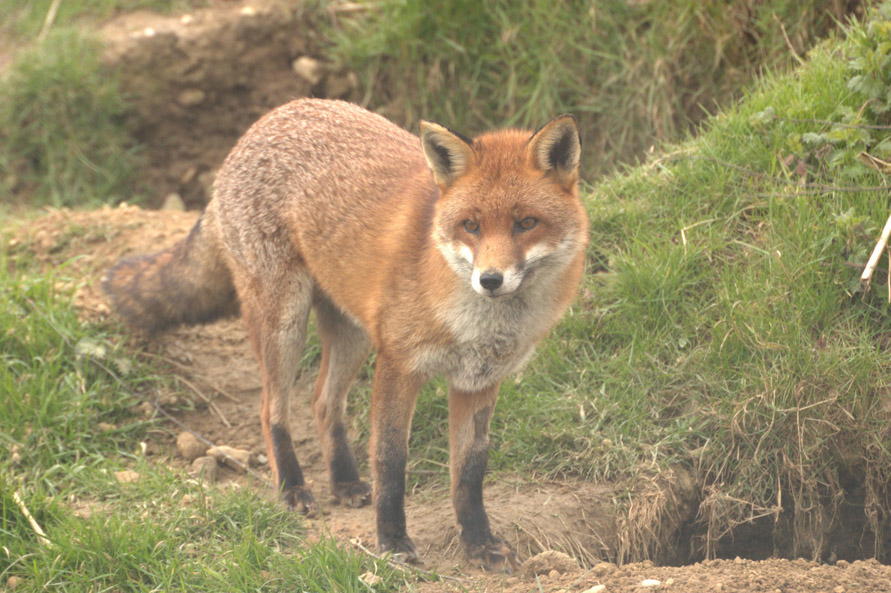 Fox