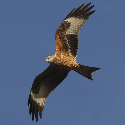 Red Kite