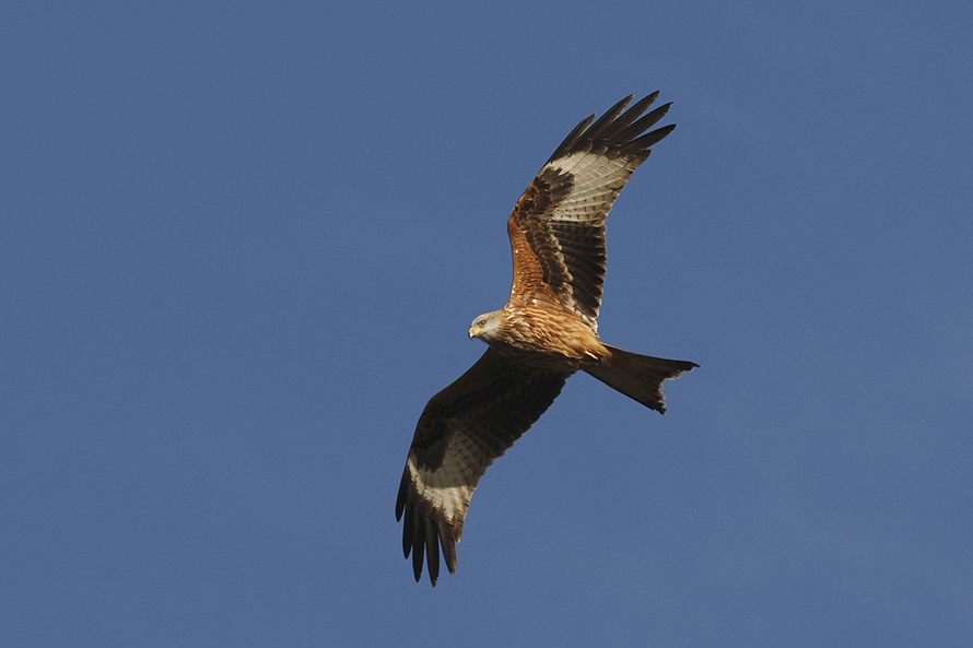 Red Kite