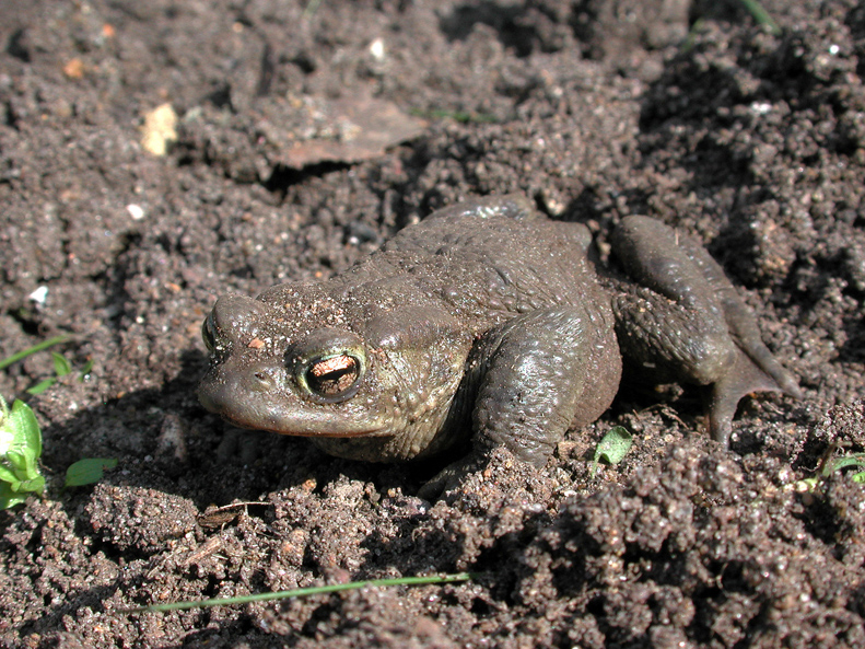 toad