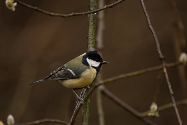 Great Tit