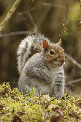Grey Squirrel