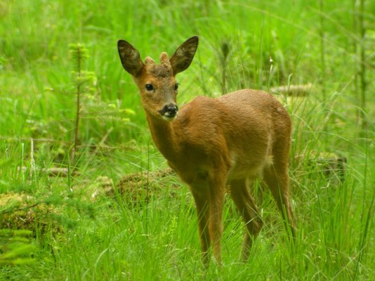 Roe Deer