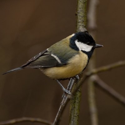 Great Tit