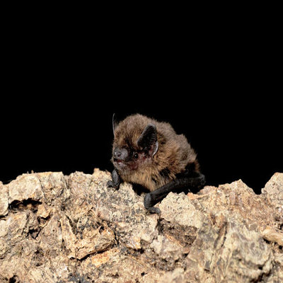 The Bat Conservation Trust have kindly given us permission to use this beautiful photograph of a Pipistrelle bat. The image cannot be reproduced elsewhere without the prior permission from the Bat Conservation Trust.