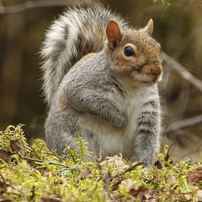 Grey Squirrel