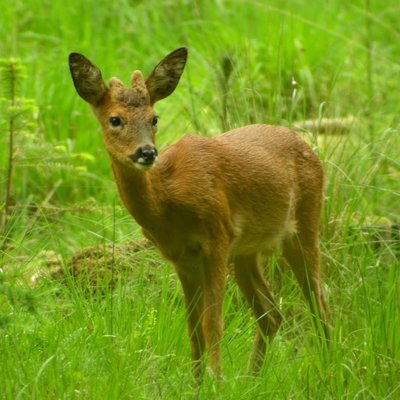 Roe Deer
