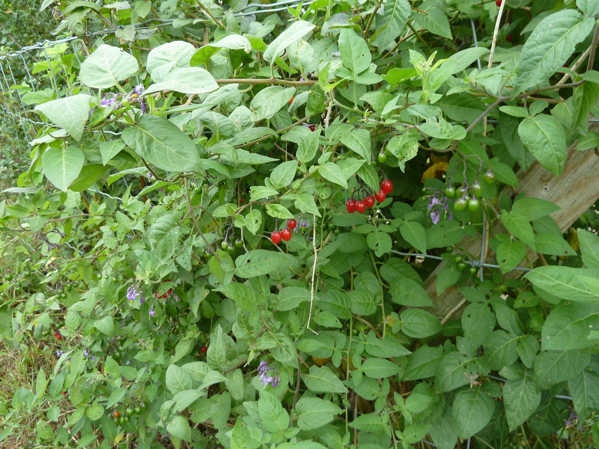 Hedgerow
