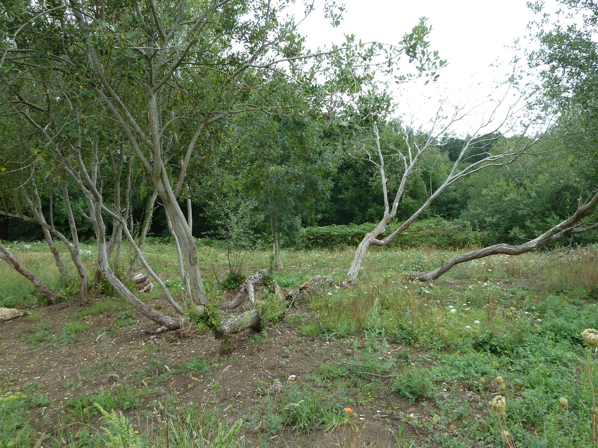 Site of Erie Wood