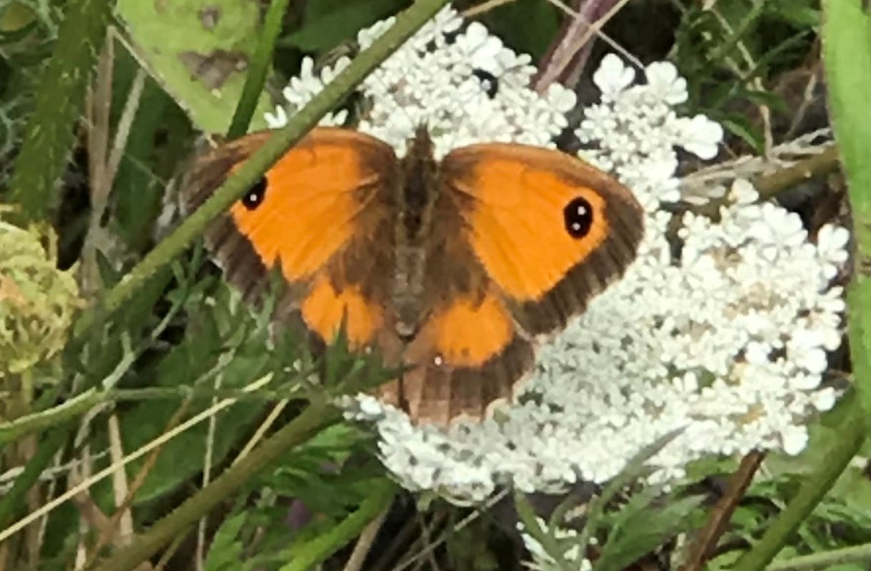 gate keeper butterfly close up