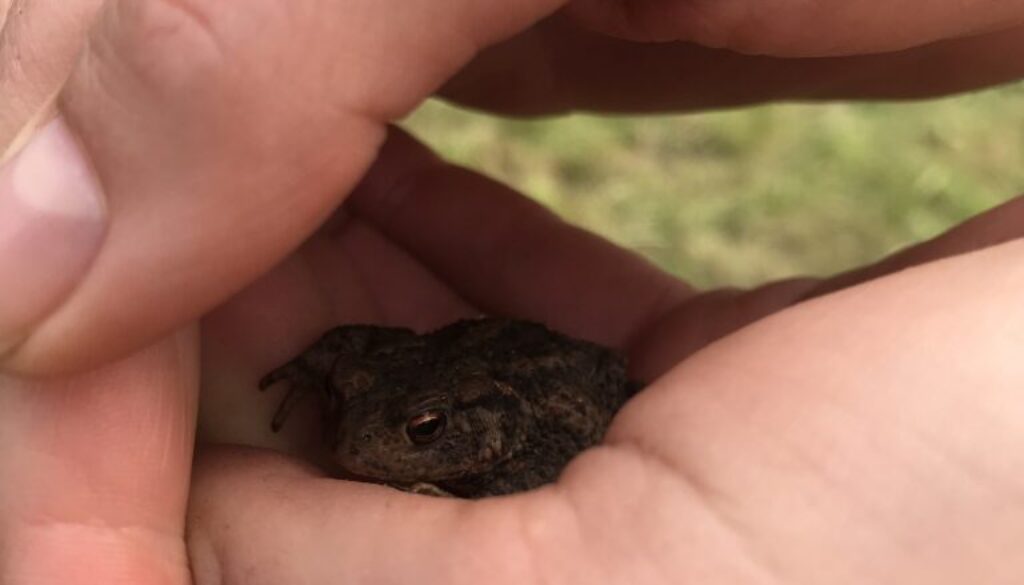 young toad - hiding