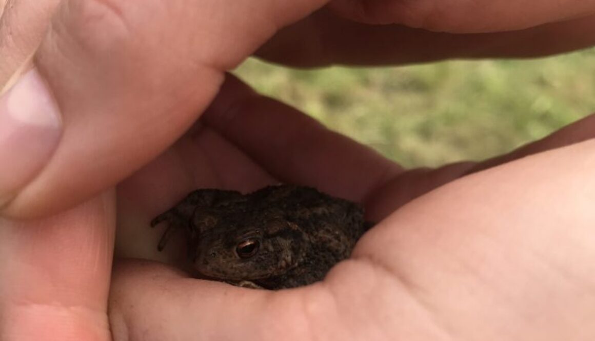 young toad - hiding
