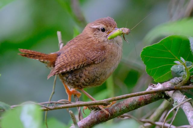 Wren (c) Rick Mason