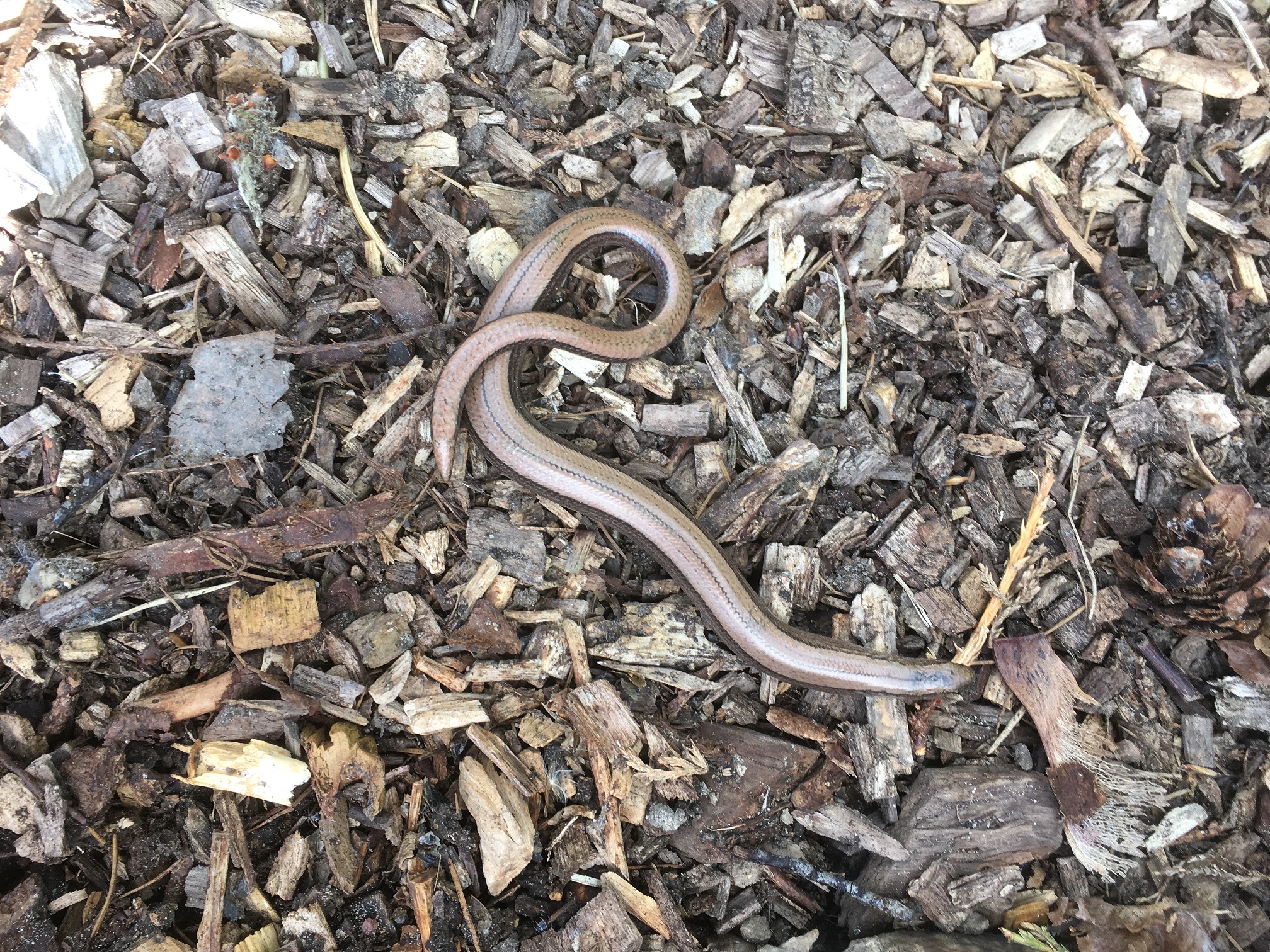 Slow Worm