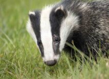 A badger
