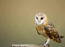 An owl