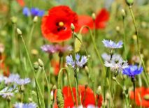 Wildflowers