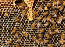 Bees
