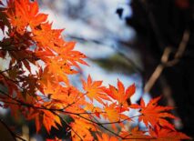 A tree with red leaves