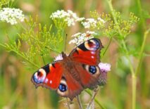 A butterfly