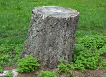 A tree stump