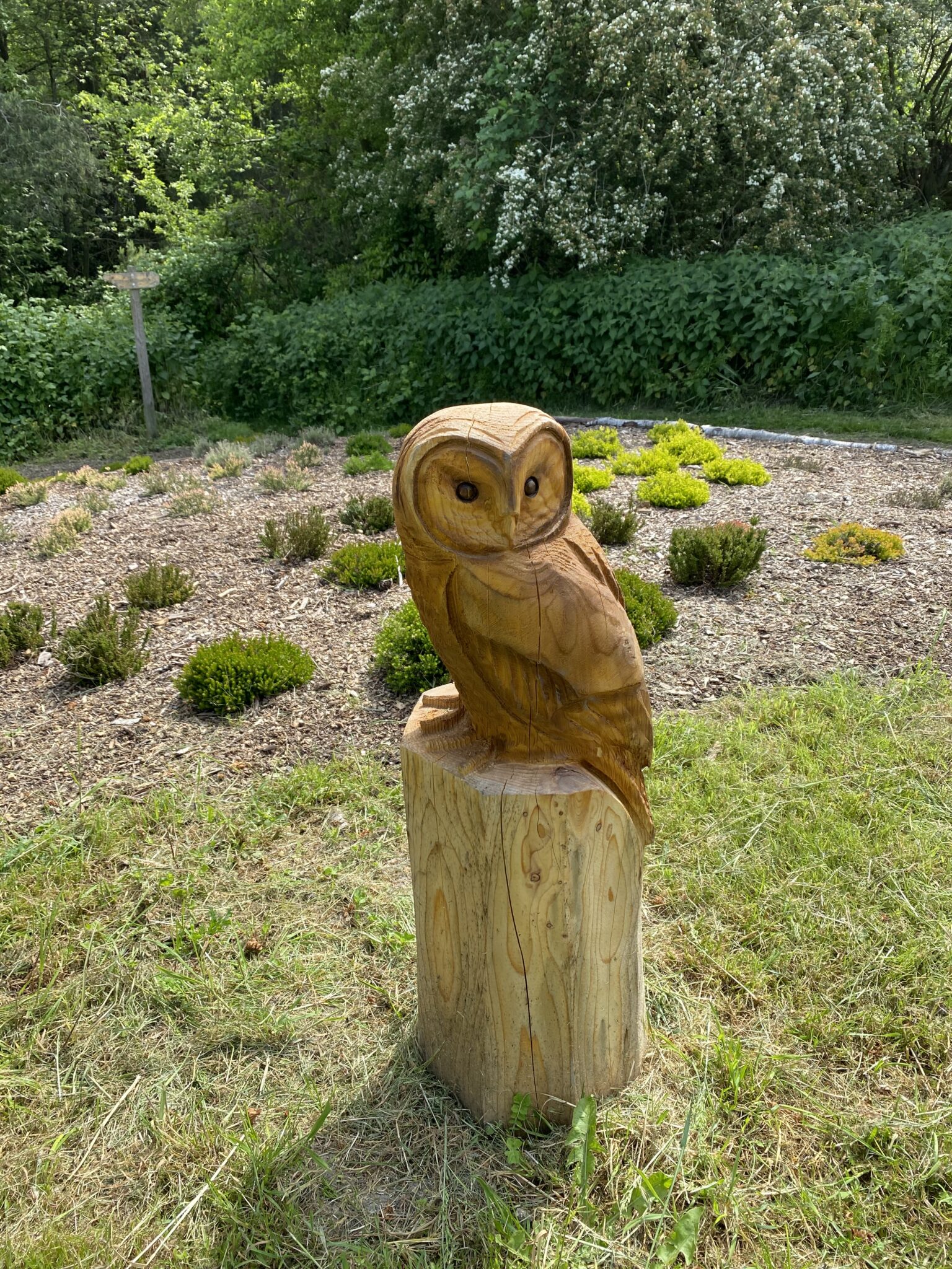 Tawny Owl