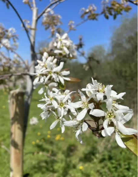 Serviceberry