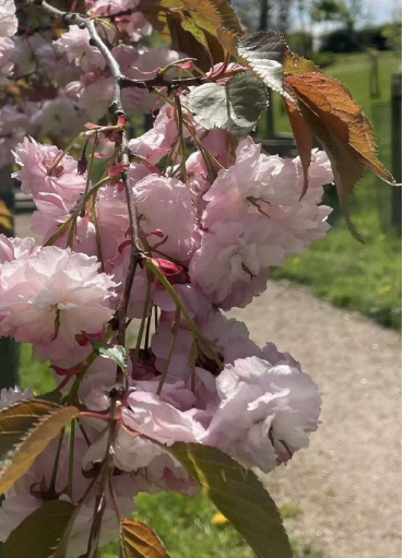 Japanese cherry