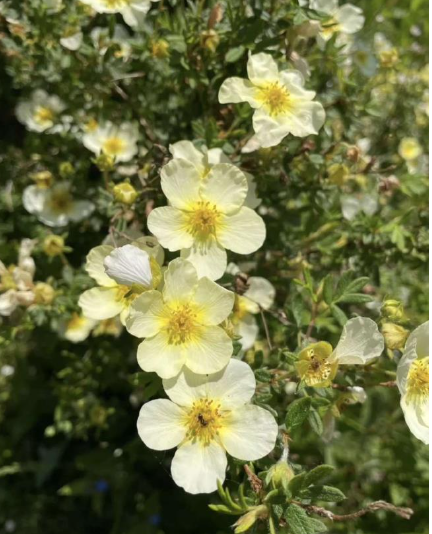 Shrubby cinquefoil