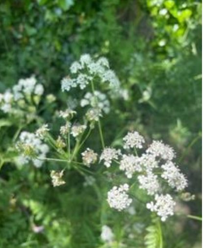 Cow parsley